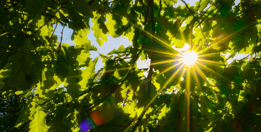 zon schijnt door bomen